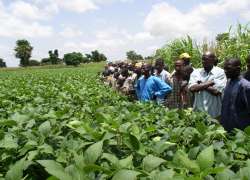 Rural livelihoods